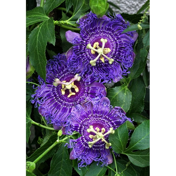 10 * Seeds Purple Grandilla PASSION FLOWER Passion FRUIT Passiflora Incarnata Fruit Flower Vine Seeds