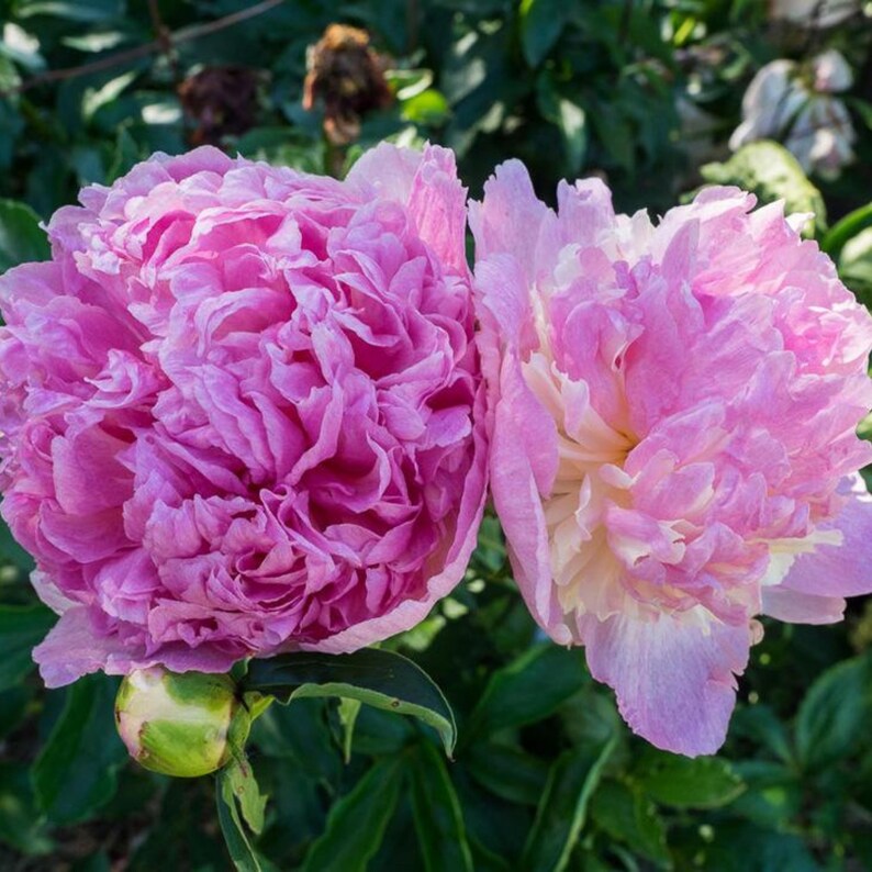 10 Seeds Raspberry Sundae Peony Seeds Paeonia Butterflies Open-Pollinated Heirloom for Gardens