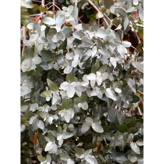 10 Seeds SILVER BOX EUCALYPTUS Pruinosa Silvery Blue-Green Foliage Apple Box Smoke Tree White Yellow Flower Seeds