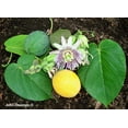 thumbnail image 1 of 10 * Seeds SWEET GRANADILLA Yellow Passionfruit Grenadia Sugar Fruit Passiflora Ligularis Huge Purple & White Flower Yellow Orange Fruit Vine Seeds, 1 of 11