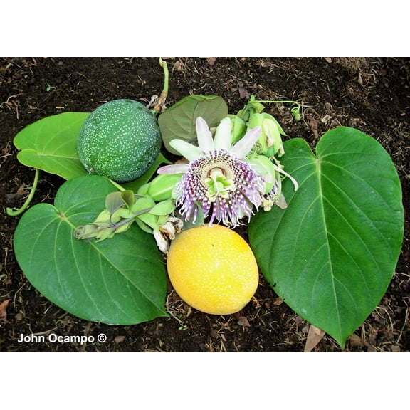10 * Seeds SWEET GRANADILLA Yellow Passionfruit Grenadia Sugar Fruit Passiflora Ligularis Huge Purple & White Flower Yellow Orange Fruit Vine Seeds