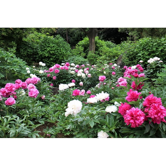 10 Seeds TREE PEONY Mountain Paeony PaeoniaSuffruticosaArborea Mixed Colors Flower Shrub