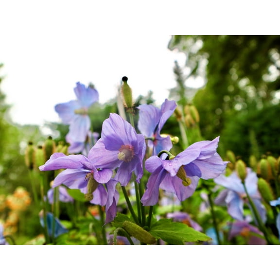 10 Seeds VIOLET HIMALAYAN POPPY Meconopsis Betonicifolia Purple Hensol Flower Seeds