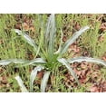 thumbnail image 1 of 10 Seeds WAVY LEAFED SOAP PLANT California Soaproot Amole Lily Chlorogalum Pomeridianum Laothoe White Purple Striped Flower Native Herb Seeds, 1 of 7