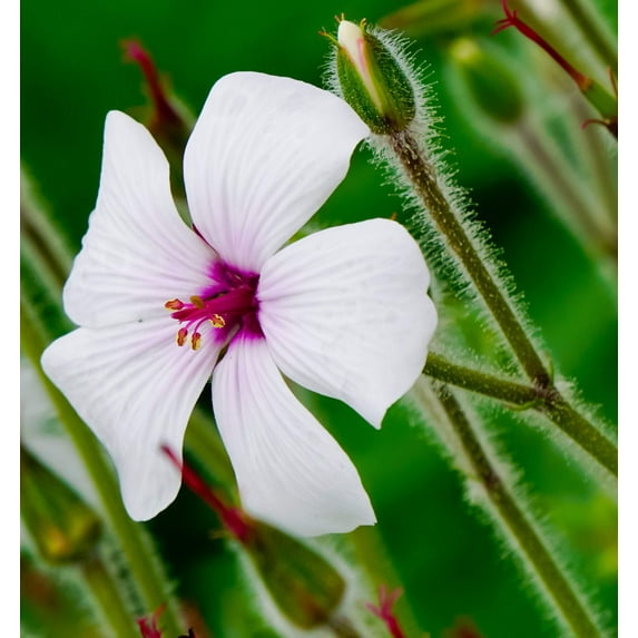 10 Seeds WHITE MADEIRA GERANIUM Maderense Cranesbill Giant Herb Robert Pink Eye Flower Seeds