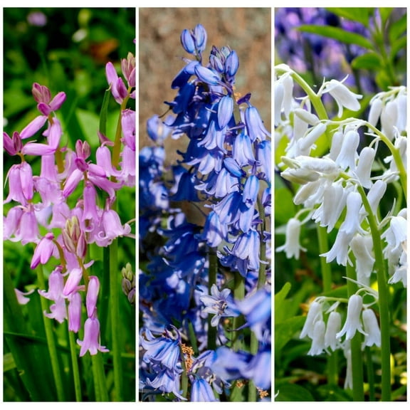 10 Seeds WOOD HYACINTH Mixed Colors Spanish Bluebell Scilla Campanulata Flower
