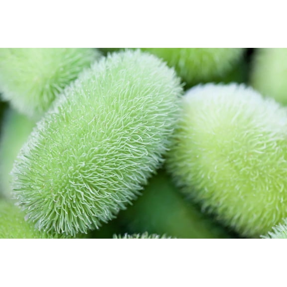 10 Seeds WOOLY BEAR GOURD Cucumis Dipsaceus Fuzzy Green Ornamental Seeds