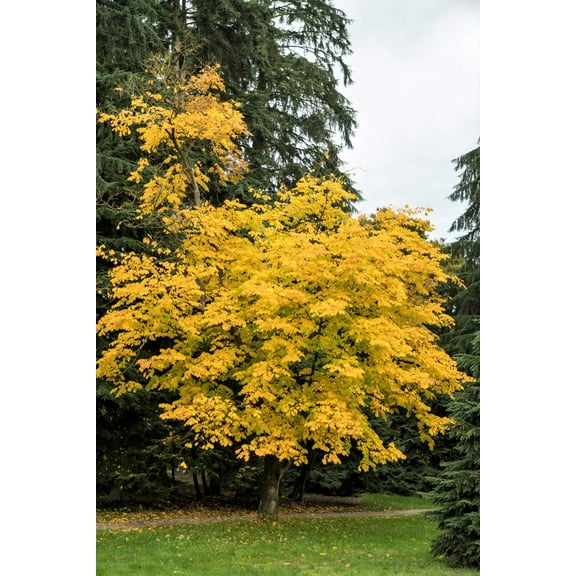 10 Seeds YELLOW ASH TREE Kentucky Yellowwood White Flowers Cladrastis Lutea Kentukea