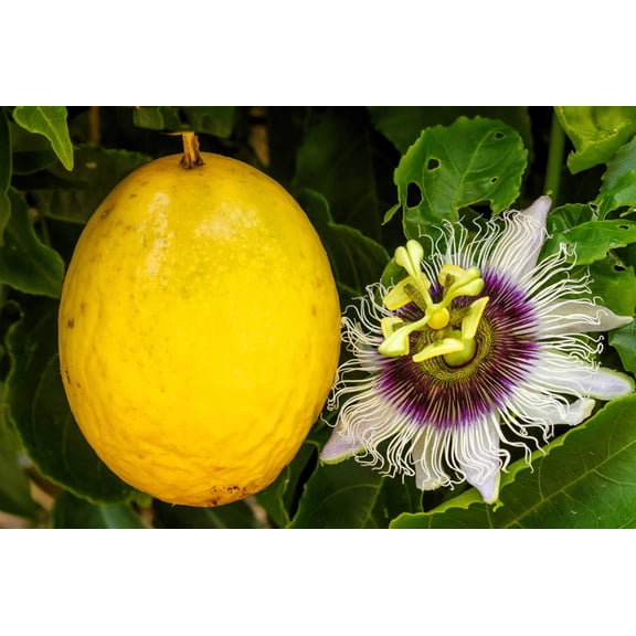 10 * Seeds YELLOW PASSION FRUIT Vine Passiflora Edulis Flavicarpa Purple White Flower