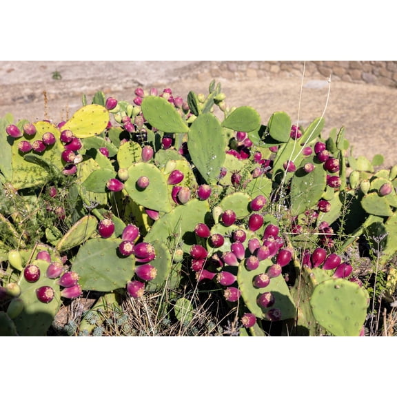 10 Seeds Yellow PRICKLY PEAR CACTUS Opuntia Ficus-Indica Flower Seeds