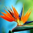 thumbnail image 1 of 10 Seeds of Orange Bird of Paradise Flower fpr Planting - Great Indoor Tropical Plant or Bonsai - Strelitzia Reginae, 1 of 5