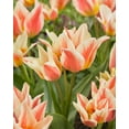 thumbnail image 1 of 10 Shooting Star Tulip Bulbs for Planting - Easy to Grow Perennial Tulip Flower Bulbs - Stunning Color (10 Bulbs), 1 of 2