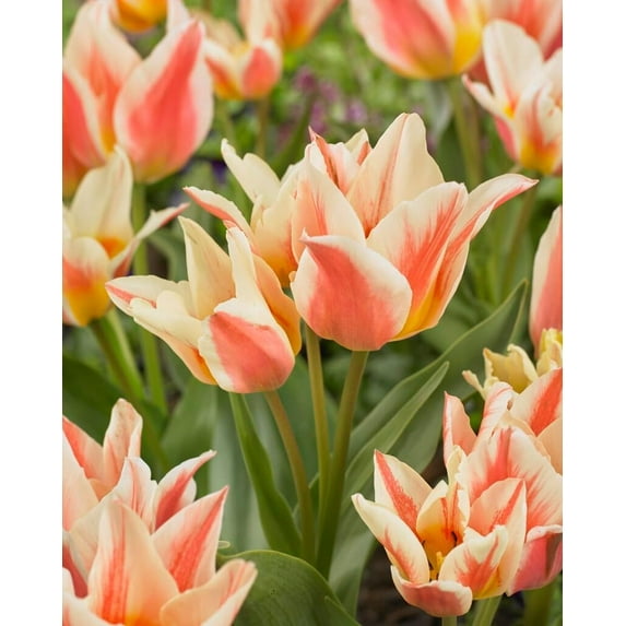 10 Shooting Star Tulip Bulbs for Planting - Easy to Grow Perennial Tulip Flower Bulbs - Stunning Color (10 Bulbs)