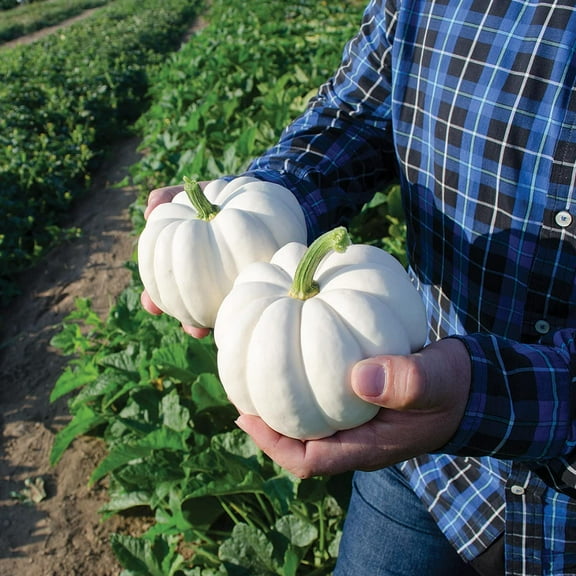 10 Small White Pumpkin Casperita Seeds for Planting - Excellent for Decor - Non GMO Garden Seeds