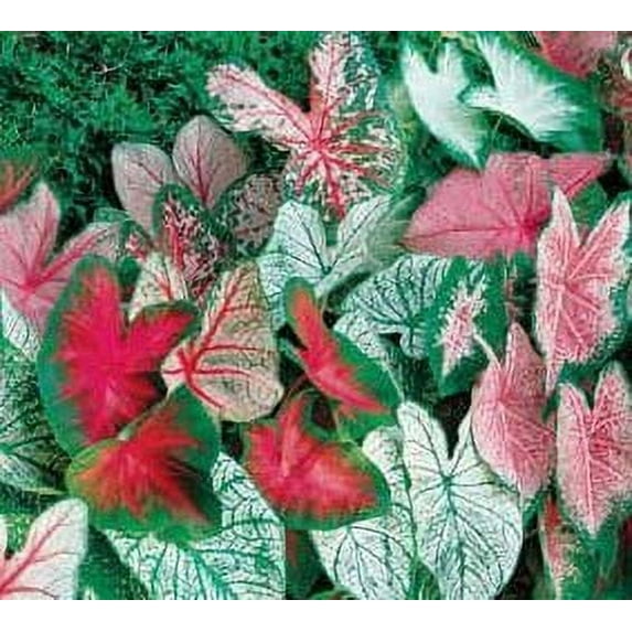 (10) Spectacular Fancy Mix Caladium Bulbs, Root, Plant Starts