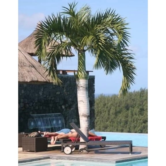 10 Spindle Palm Tree Seeds for Planting - Hyophorbe verschaffeltii