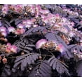 thumbnail image 1 of 10 Summer Chocolate Mimosa Tree Seeds, 1 of 5