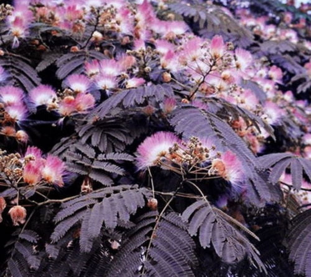 Toadstool Seeds, 10 Summer Chocolate Mimosa Tree Seeds, Ornamental