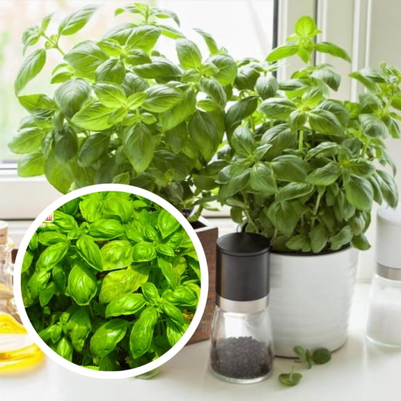 10 Sweet Basil Plants Live per Pot, Live Basil Plants from 4Inc Tall, Herb Plant Garden