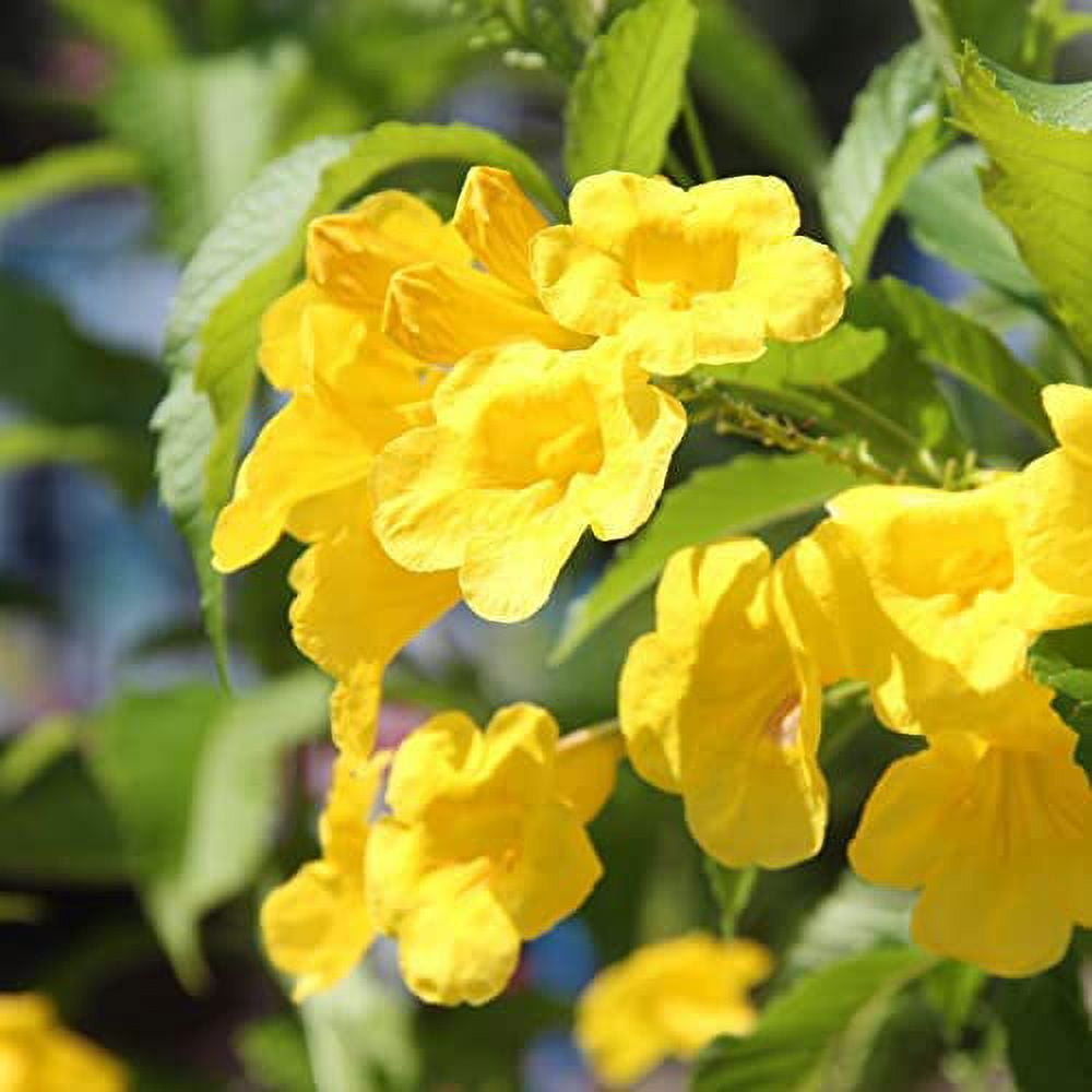 10 STANS (Yellow Trumpetbush / Yellow Bells / Yellow Elder