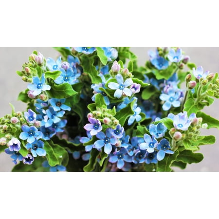 10 TWEEDIA BLUE MILKWEED Southern Star of Argentine Tweedia Caerulea syn. Oxypetalum Flower Vine Seeds