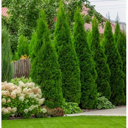 10 Thuja Green Giant Arborvitae Trees/Shrubs Live Plants 6-12" Tall in 2.5" Pots- Seedlings Plant- Thuja Plicata- Outdoor Garden- Privacy Screen Plants