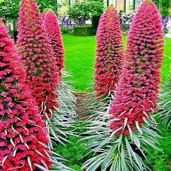 10 Tower of Jewels Seeds - Echium Wildpretii - Rare and Exotic Flowering Plant - Excellent Bonsai Specimen