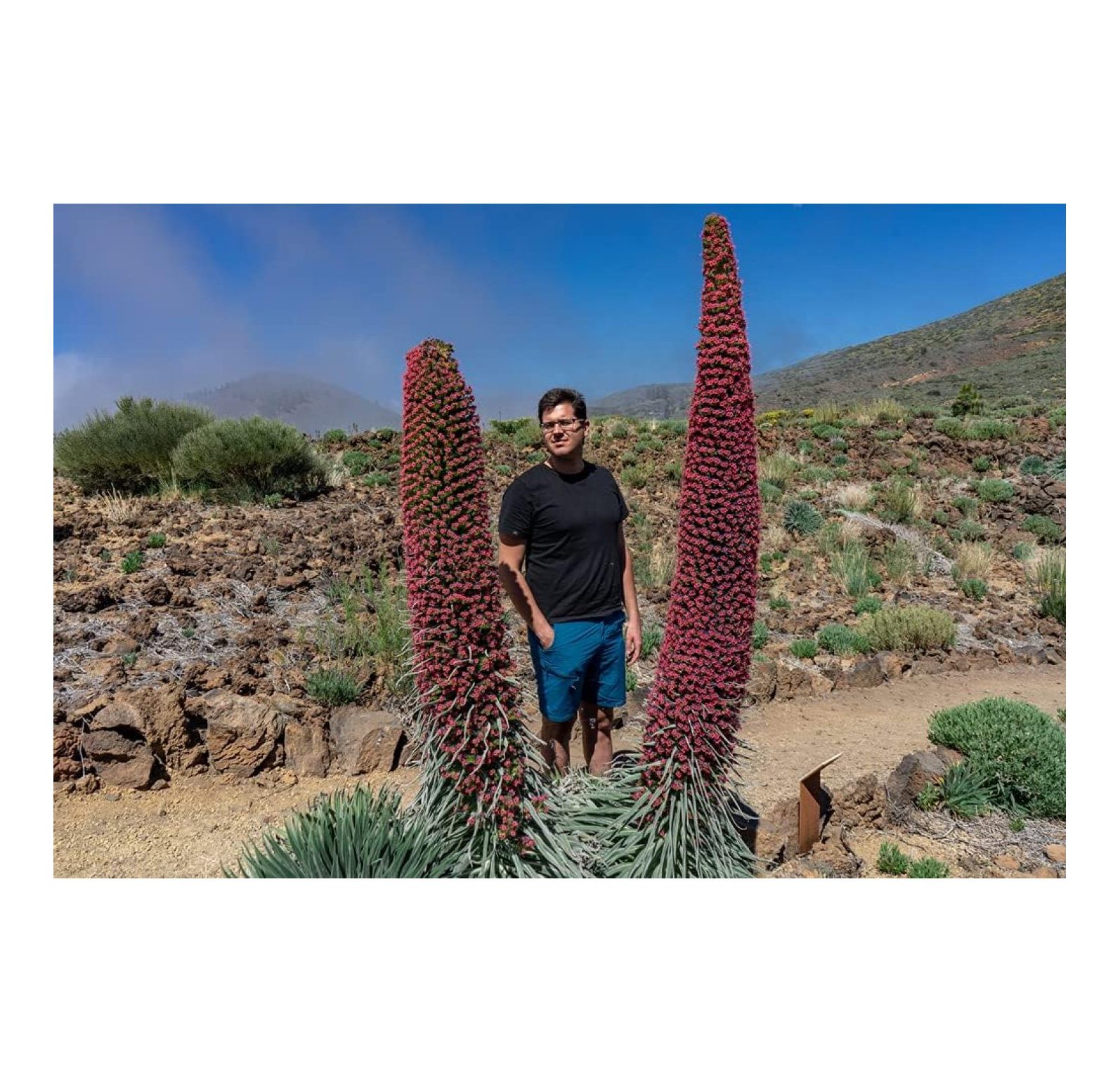 10 Tower of Jewels Seeds Echium Wildpretii Rare and Exotic