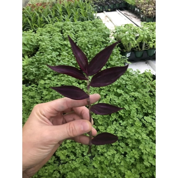 10 Tradescantia Zebrina Live Cuttings  Dark Purple Wandering Jew Houseplant