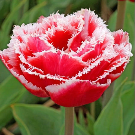 Easy to Grow Tulip Brest 10 Plant Bulbs Double Fringed Group, Spring Zones 3-8