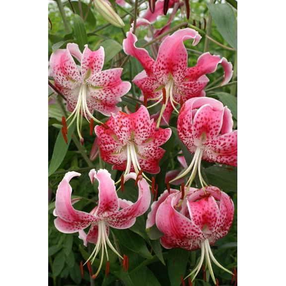 10 Uchida Rubrum Lilium/ Wild Lily of Japan Bulbs