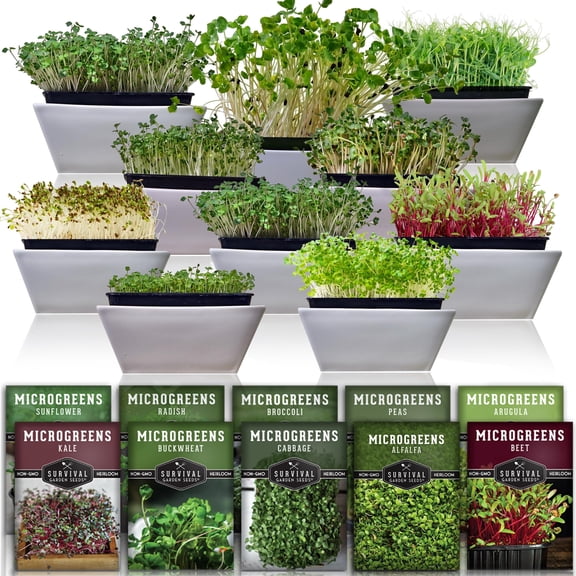 Microgreens Seeds 10 Variety Pack for Sprouting - Annual Vegetable, Partial Sun