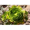 thumbnail image 1 of 10 Velvet Rose Succulent Cactus Seeds for Planting Aeonium canariense, 1 of 5