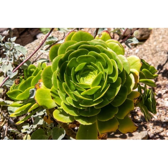 10 Velvet Rose Succulent Cactus Seeds for Planting Aeonium canariense