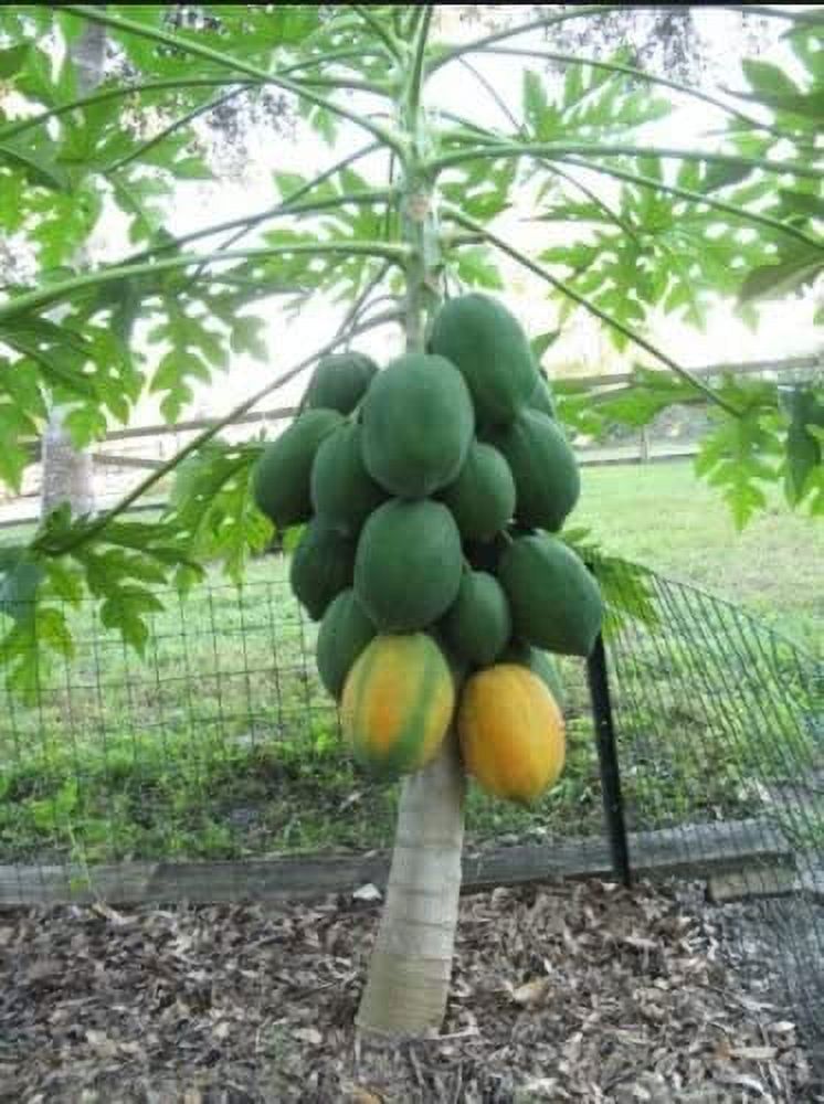 10+ Very Fresh Rare! Dwarf Waimanalo Papaya! Tropical Fruit Tree Seeds