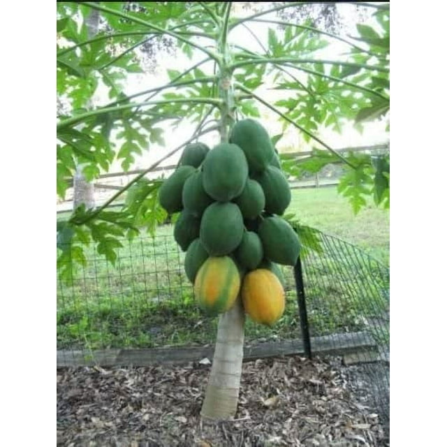 10+ Very Fresh Rare! Dwarf Waimanalo Papaya! Tropical Fruit Tree Seeds Plant