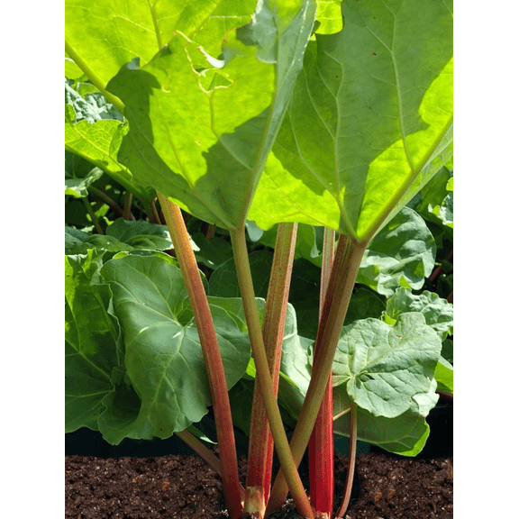 10 Victoria Rhubarb Plants for Planting, Bare Root Rhubarb Crowns 46 Inch, Garden Vegetable Plants for Backyard Growing