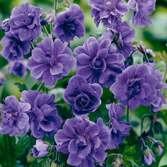 10+Violet Double Geraniums Seeds for Planting MVR1Outdoor-Rare Perennial Flower Plant for Garden Home Attract Pollinators