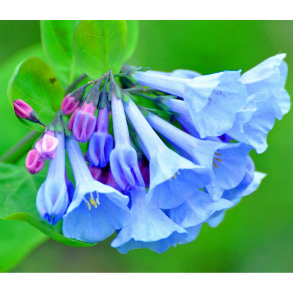 10 Virginia Bluebells Roots, Bell Shaped Flowers Blue Flowers Perennials Wildflower Garden