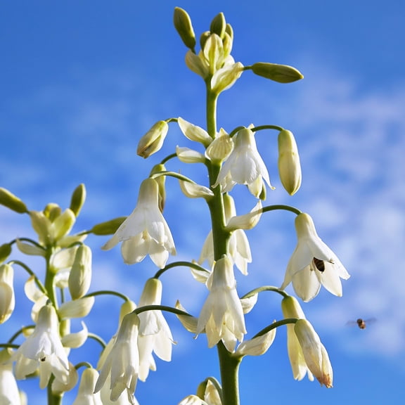 10 Seeds WHITE AFRICAN HYACINTH aka Cape or Giant Summer / Spire Lily - Ornithogalum Candicans / Galtonia / Hyacinthus Flower Seeds