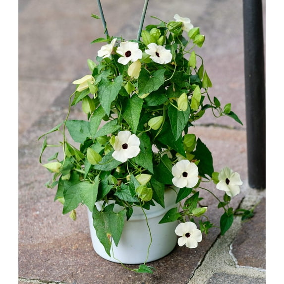 10 WHITE THUNBERGIA Alata VINE Black Eyed Susan Vine Flower Seeds