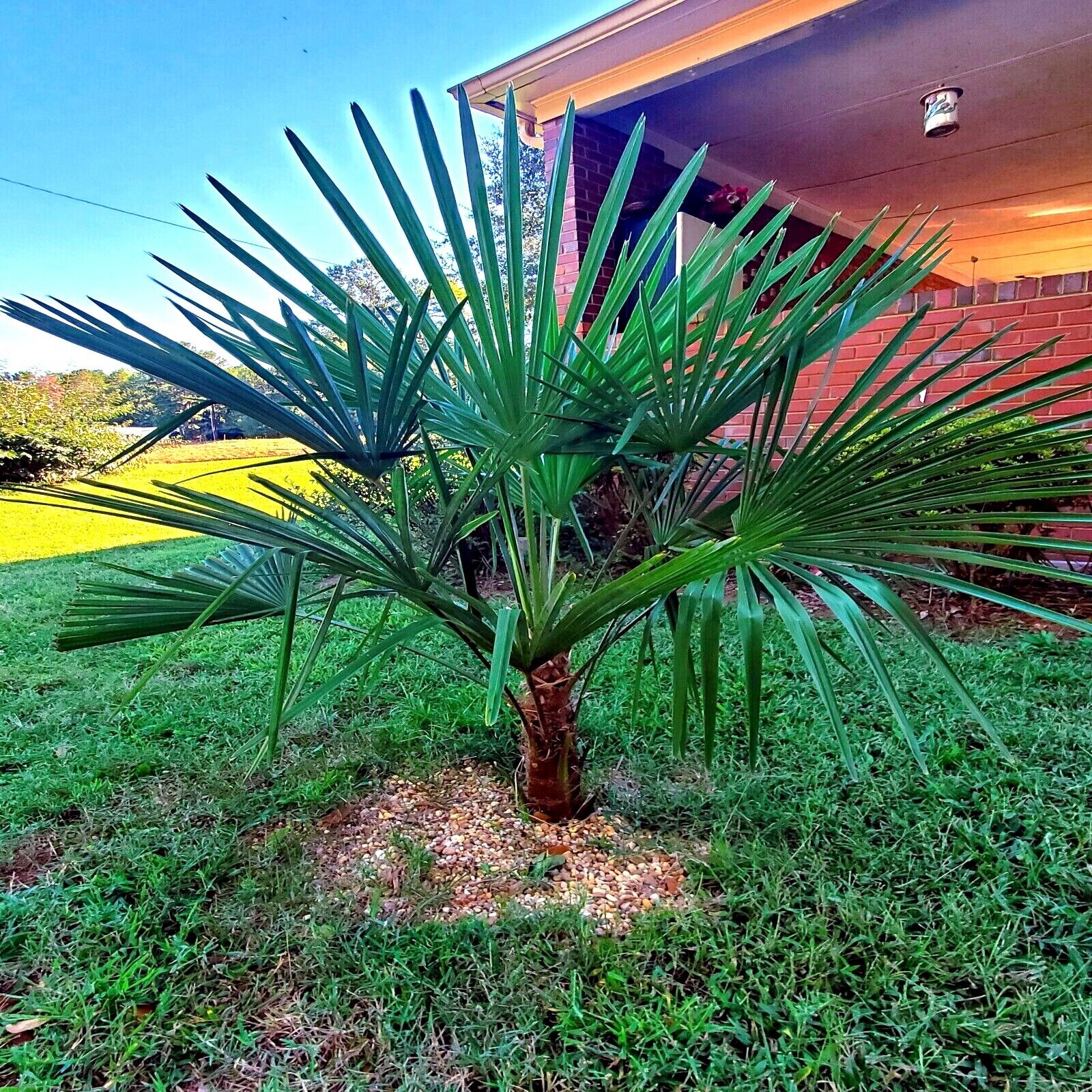 10 WINDMILL FAN PALM Tree Seeds Trachycarpus Fortunei MOST COLD HARDY Palm Plant