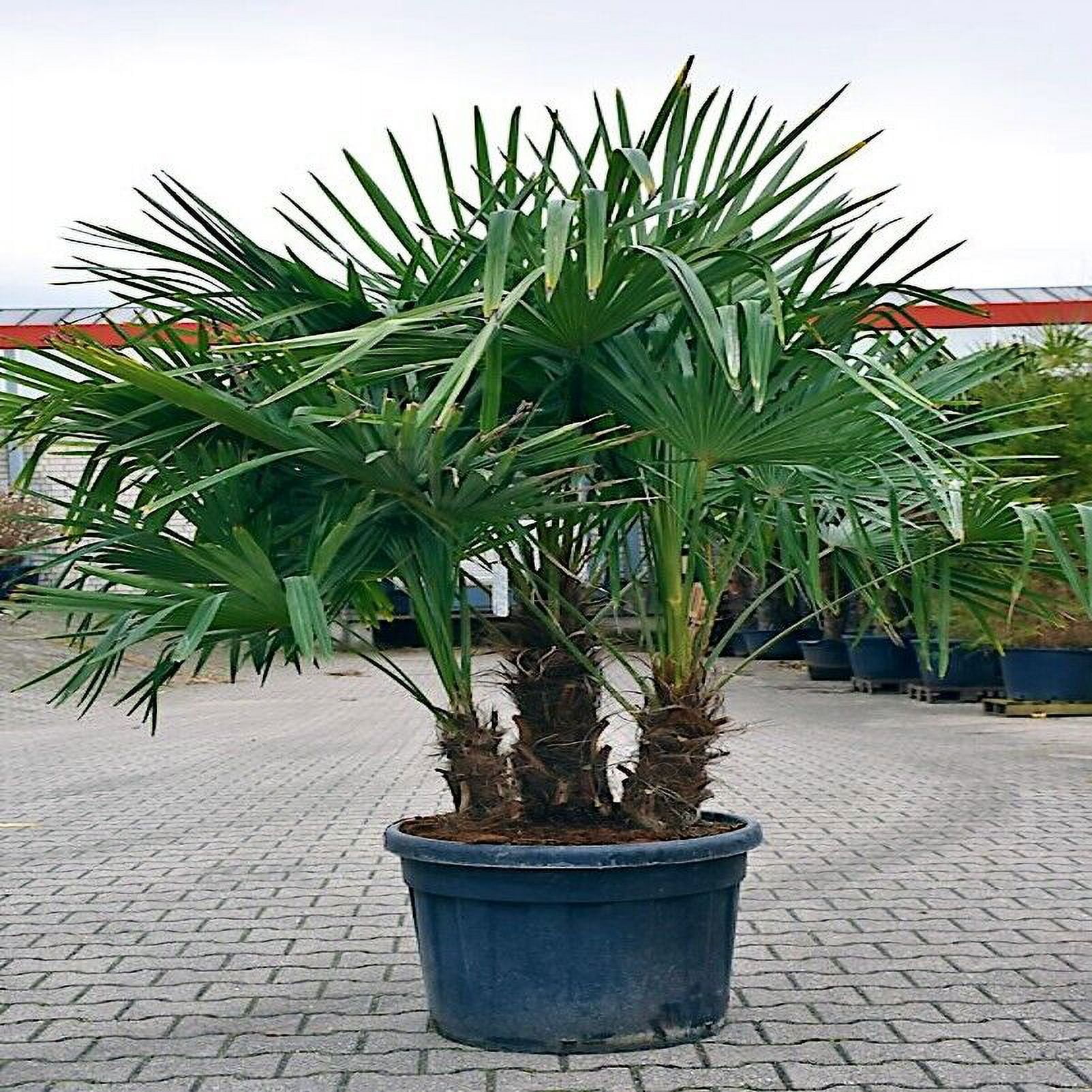 10 WINDMILL FAN PALM Tree Seeds Trachycarpus Fortunei MOST COLD HARDY ...