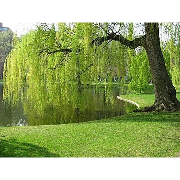10 Weeping Willow Tre Cuttings Unrooted