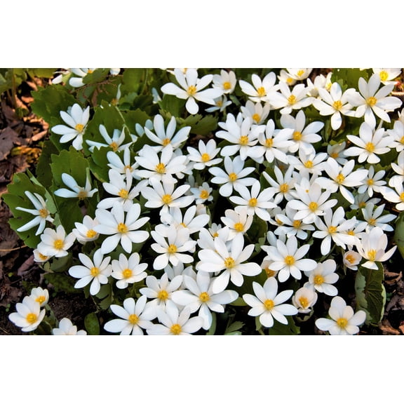 10 White BLOODROOT Sanguinaria Canadensis Shade Ground Cover Flower Seeds