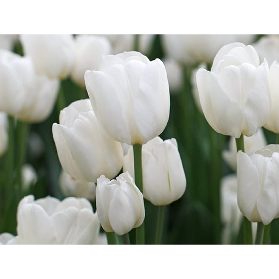 10 White Tulip Bulbs for Planting Easy to Grow