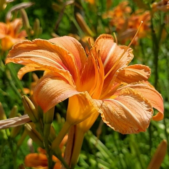 10 Wild Daylily Bulbs, Tiger Lily Bulbs, Bare Root Plant for Outdoor Landscape
