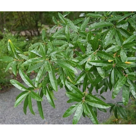 10 Willow Oak Tree Seeds for Planting - Quercus phellos