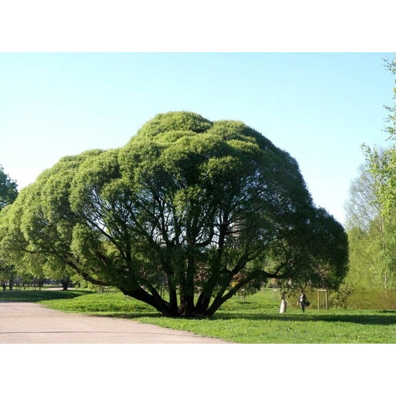 10 Willow Tre Cuttings - Crack Willow for Plnting