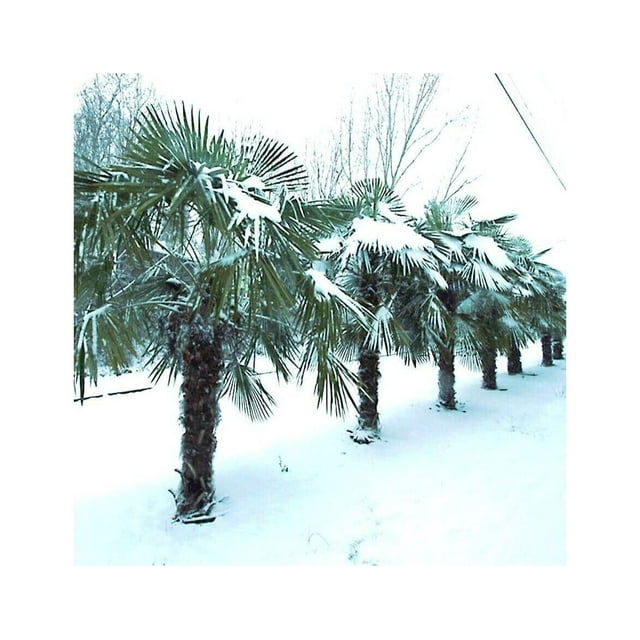 10 Windmill Fan Palm Tree Seeds Trachycarpus Fortunei Most Cold Hardy Palm Plant